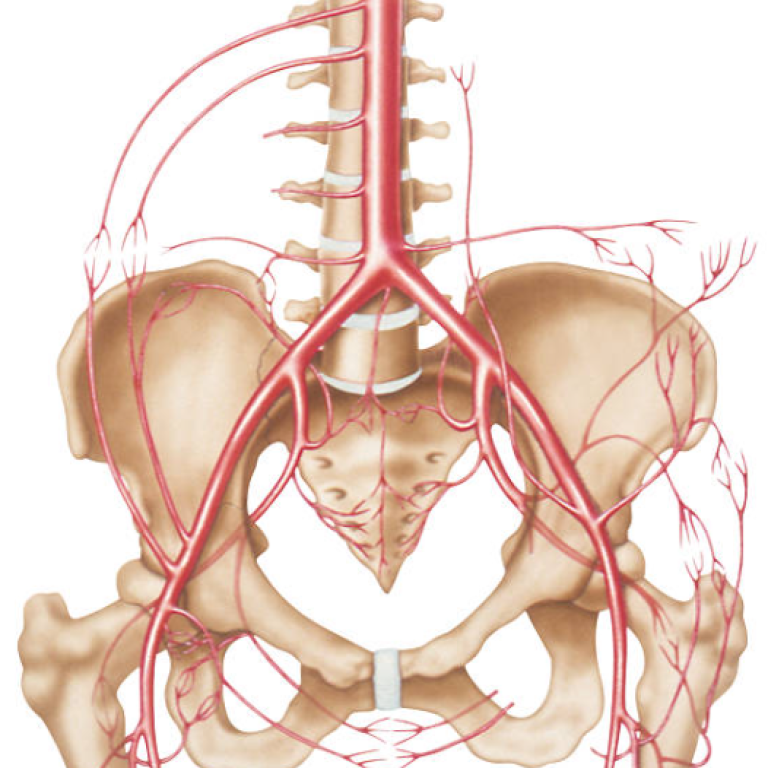 Ecografia Aorta Addominale
